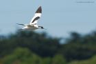 avocet_230615e.jpg