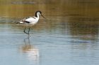 avocet_230615f.jpg