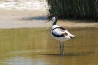 avocet_230615g.jpg