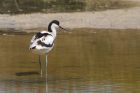 avocet_230615j.jpg