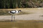 avocet_230615k.jpg