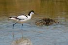 avocet_230615m.jpg