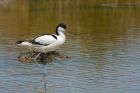 Filename=avocet_230615p.jpg
Filesize=305KB
Dimensions=1200x800
Date added=Oct 07, 2015 avocet_230615p.jpg
