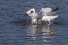 avocet_280312h.jpg