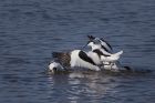 avocet_280312s.jpg