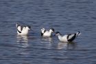 avocet_280312v.jpg