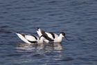 avocet_280312y.jpg