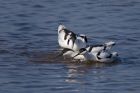 avocet_280312za.jpg