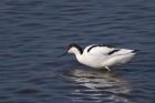 avocet_280312zd.jpg