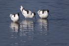 avocet_280312ze.jpg