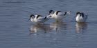 avocet_280312zf.jpg