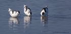 avocet_280312zg.jpg