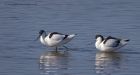 avocet_280312zh.jpg