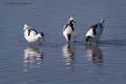 avocet_280312zi.jpg