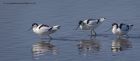 avocet_280312zj.jpg