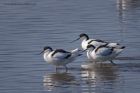 avocet_280312zk.jpg