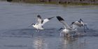 avocet_280312zo.jpg