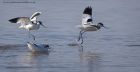 avocet_280312zr.jpg