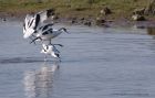 avocet_280312zt.jpg