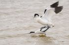 avocet_LM_050419a.jpg