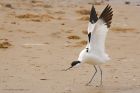 avocet_LM_050419g.jpg