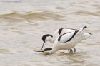 avocet_LM_050419h.jpg