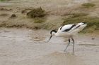 Filename=avocet_LM_170418b.jpg
Filesize=467KB
Dimensions=1200x800
Date added=Apr 17, 2018 avocet_LM_170418b.jpg