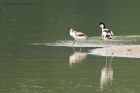 avocet_LM_270717b.jpg