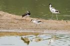 avocet_LM_270717c.jpg