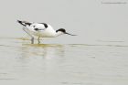 Filename=avocet_LM_270717e.jpg
Filesize=295KB
Dimensions=1200x800
Date added=Sep 08, 2017 avocet_LM_270717e.jpg