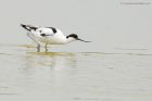 avocet_LM_270717e.jpg