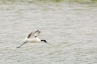 avocet_LM_270717f.jpg