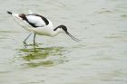 avocet_LM_310519b.jpg