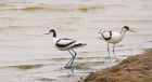 avocet_LM_310519e.jpg