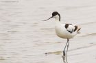 Filename=avocet_LM_310519f.jpg
Filesize=391KB
Dimensions=1300x867
Date added=Mar 26, 2021 avocet_LM_310519f.jpg