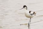 avocet_LM_310519f.jpg