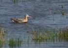 bTgodwit_240910b.jpg