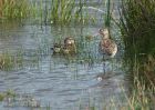 bTgodwit_240910d.jpg