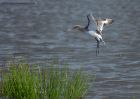 bTgodwit_240910e.jpg