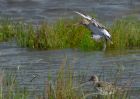 bTgodwit_240910g.jpg