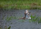 bTgodwit_240910h.jpg