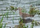 bTgodwit_240910j.jpg