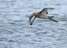 bTgodwit_240910l.jpg