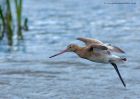 bTgodwit_240910m.jpg