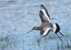 bTgodwit_240910o.jpg