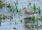 bTgodwit_240910p.jpg