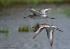 bTgodwit_240910q.jpg