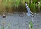 bTgodwit_240910r.jpg