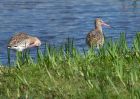 bTgodwit_240910u.jpg