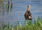 bTgodwit_240910v.jpg